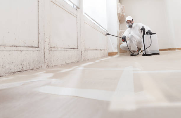 Black mold remediation team in Englewood
